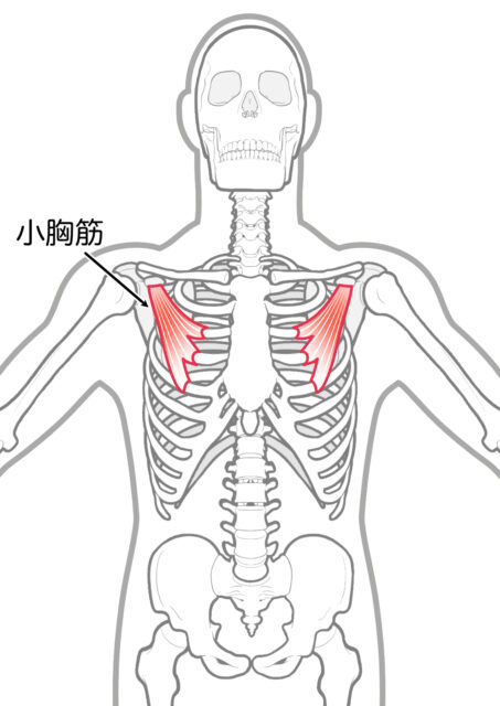 使用する筋肉