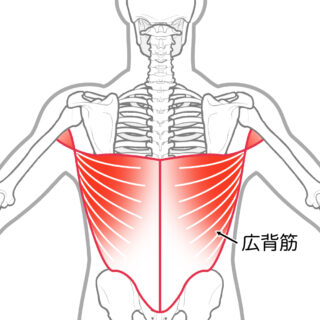 使用する筋肉