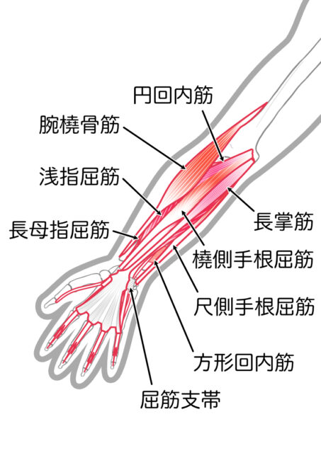 使用する筋肉