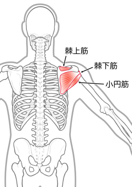 使用する筋肉