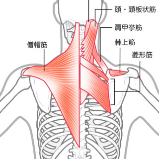 使用する筋肉