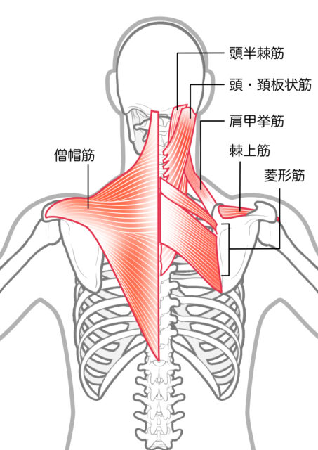 使用する筋肉