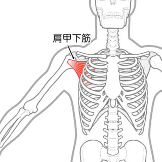 使用する筋肉