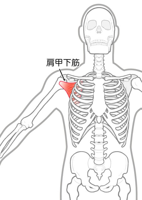 使用する筋肉