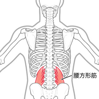 使用する筋肉