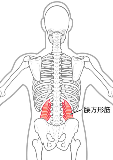 使用する筋肉