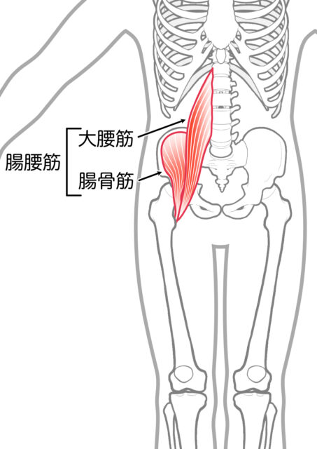 使用する筋肉