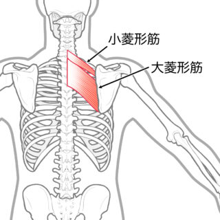 使用する筋肉