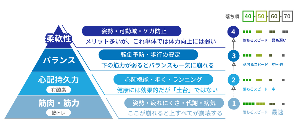 筋肉は「病気リスク」を最も左右する臓器