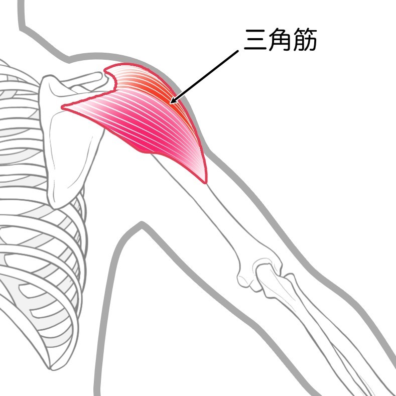 三角筋中部