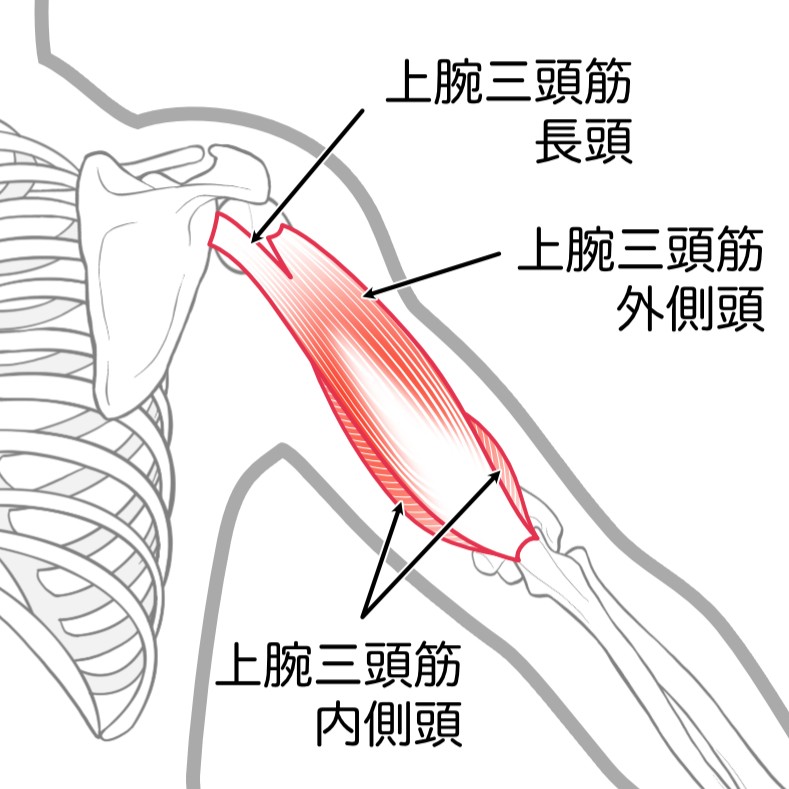上腕三頭筋