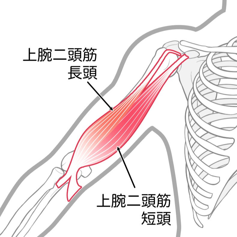 上腕二頭筋