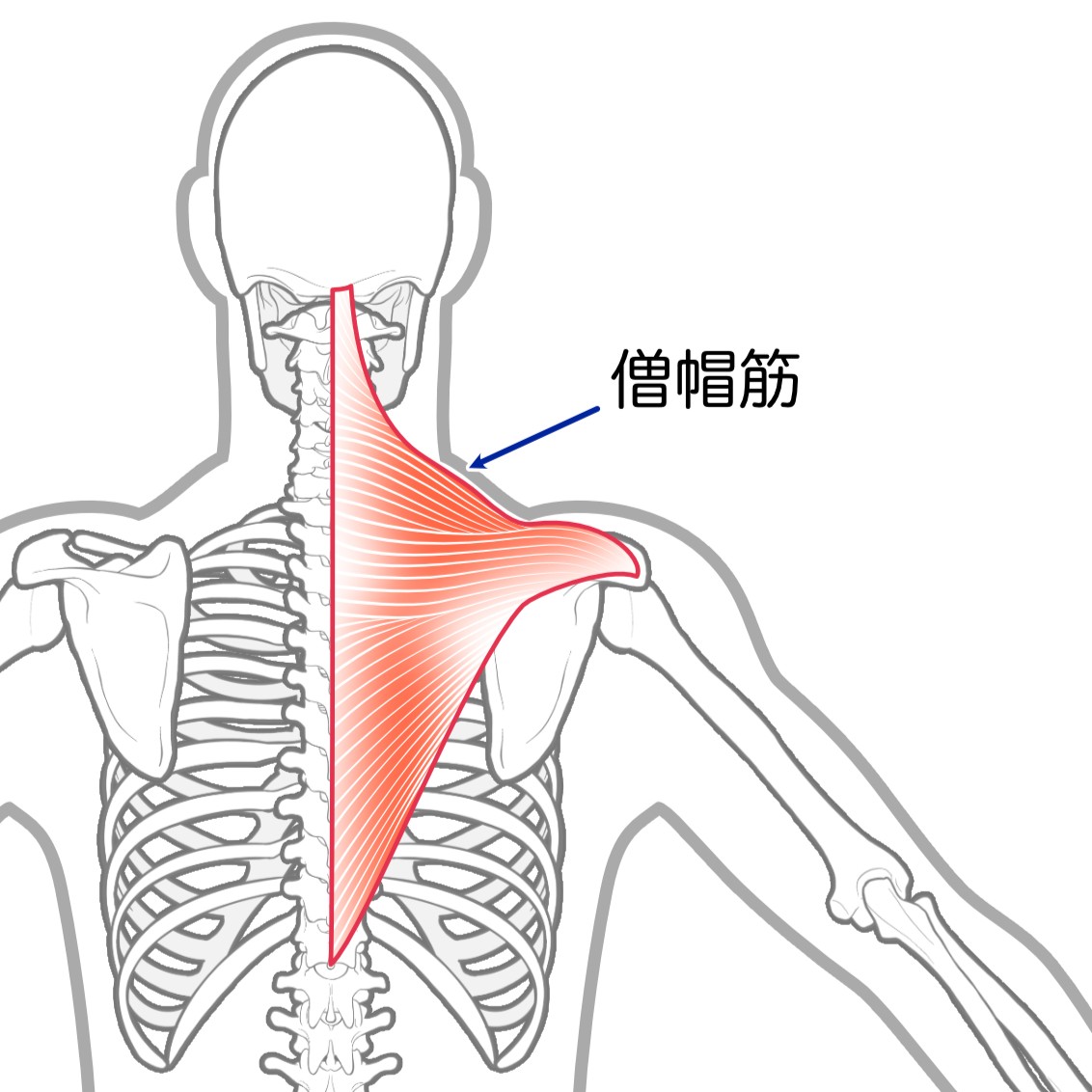 僧帽筋下部