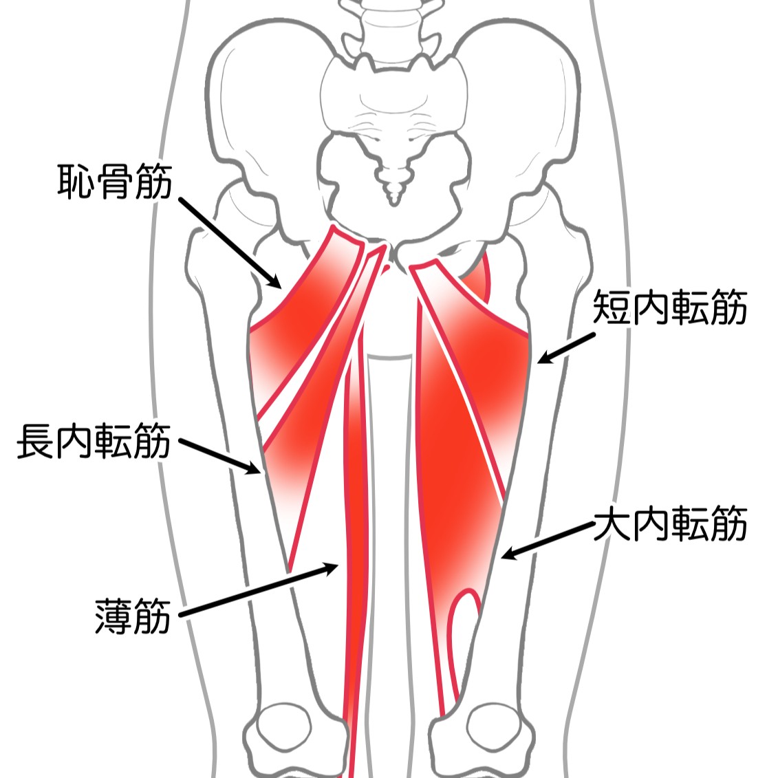 内転筋