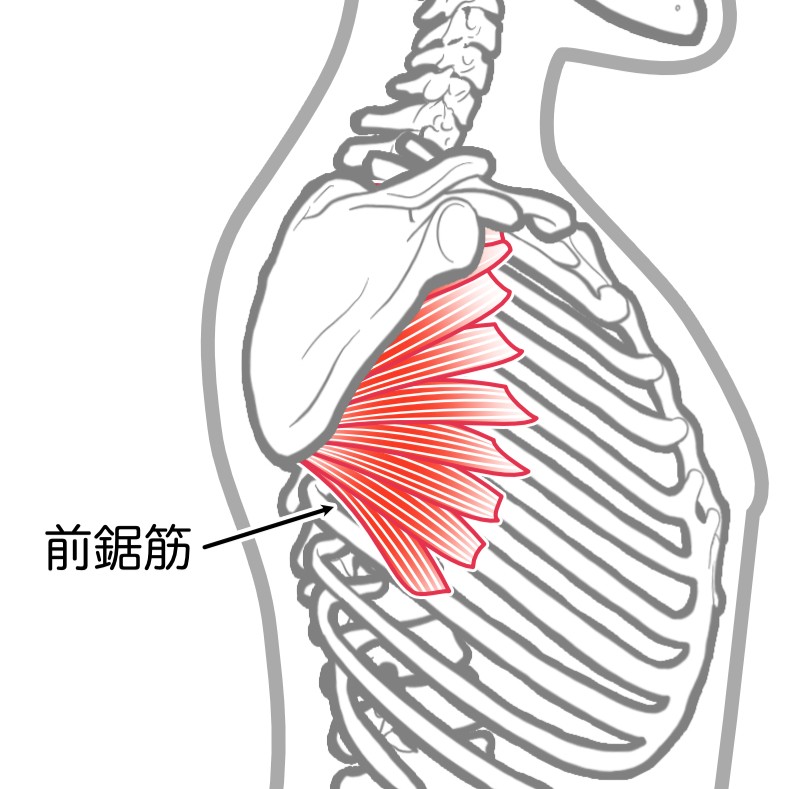 前鋸筋