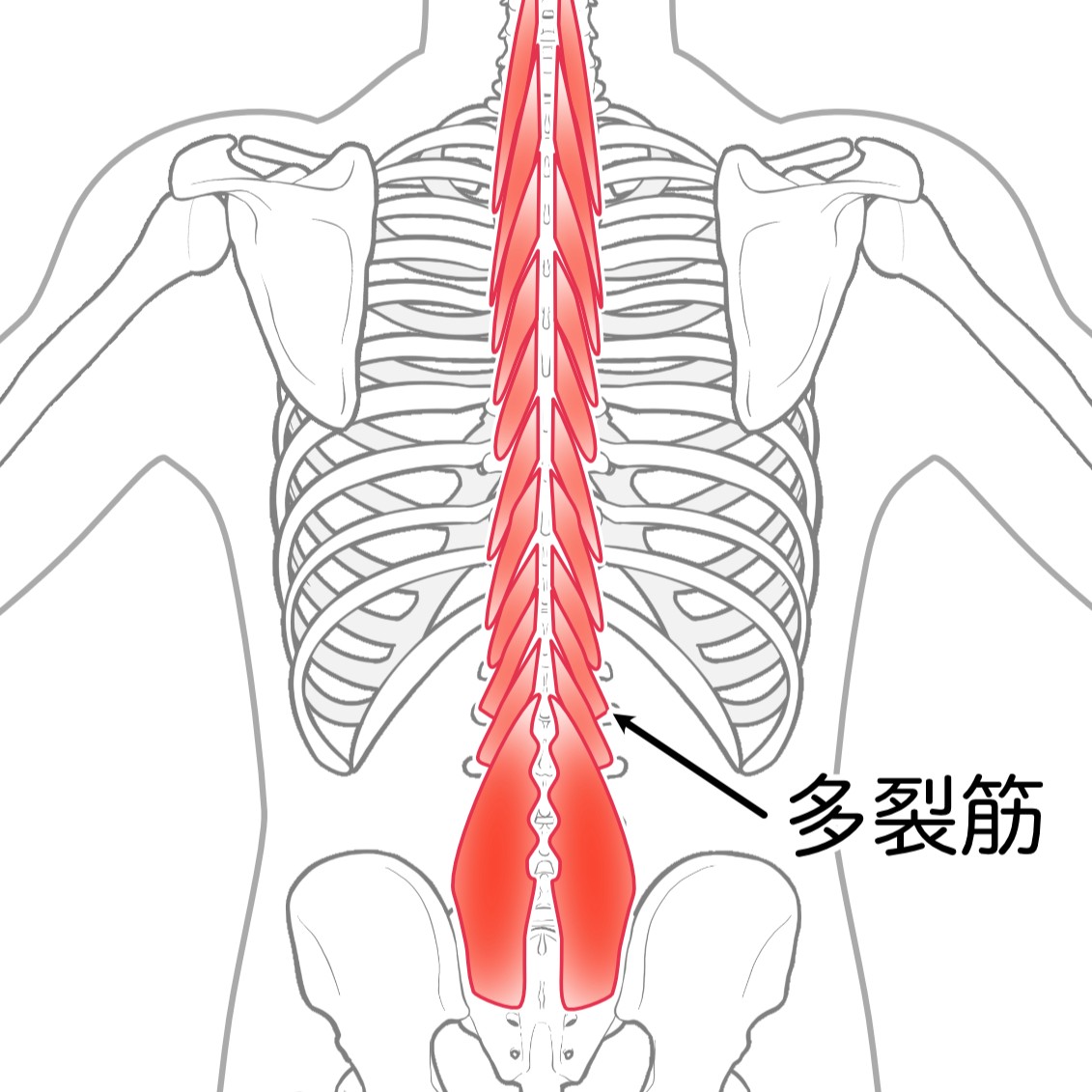 多裂筋