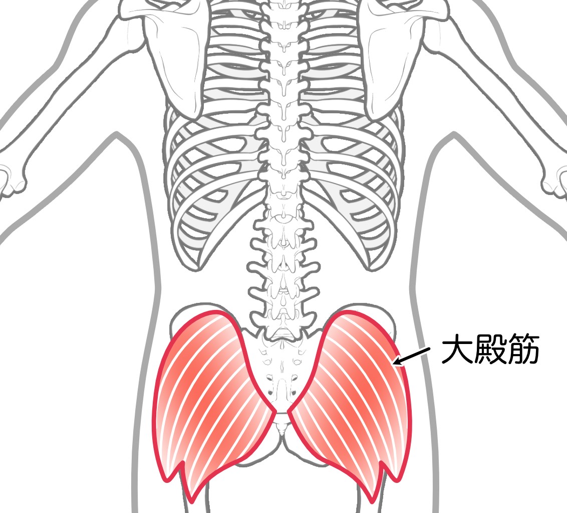 大臀筋