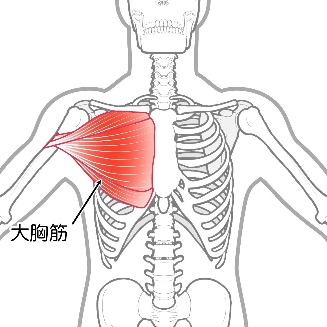 大胸筋