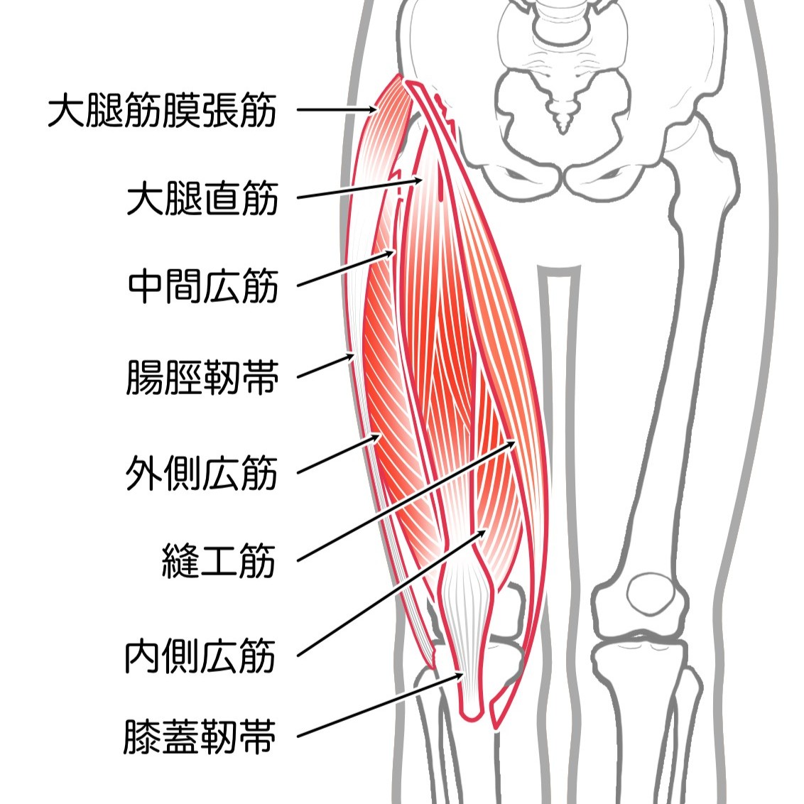 大腿四頭筋