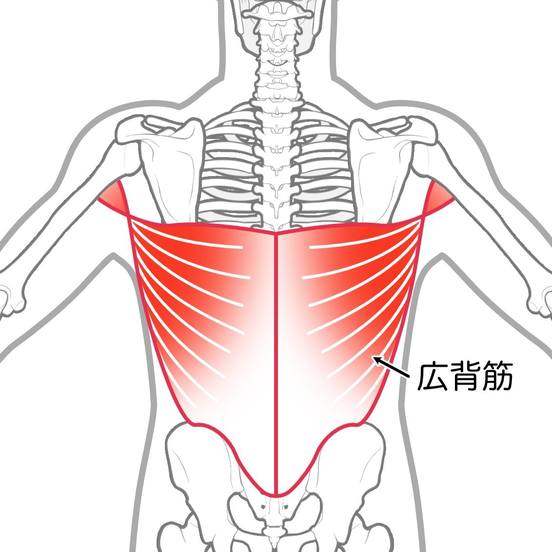 広背筋