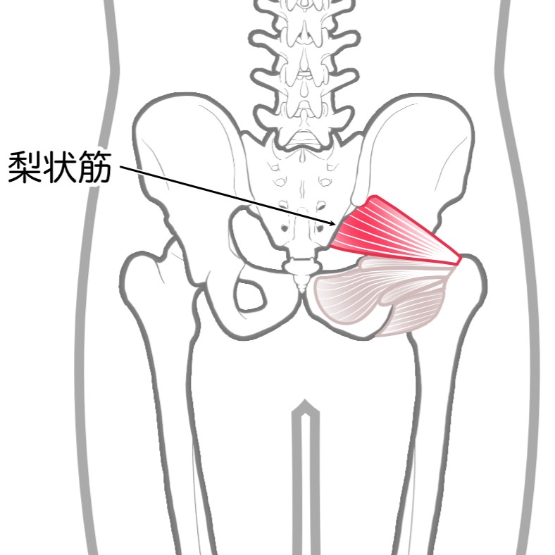 梨状筋
