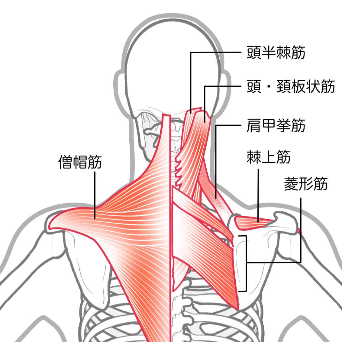 棘上筋