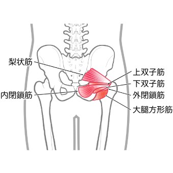 深層外旋六筋