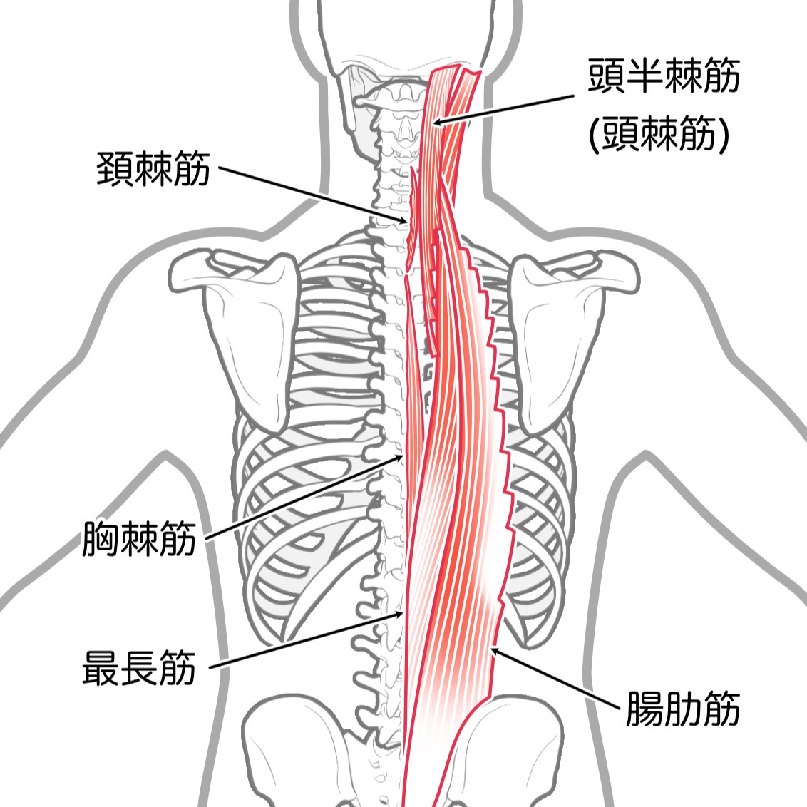 脊柱起立筋