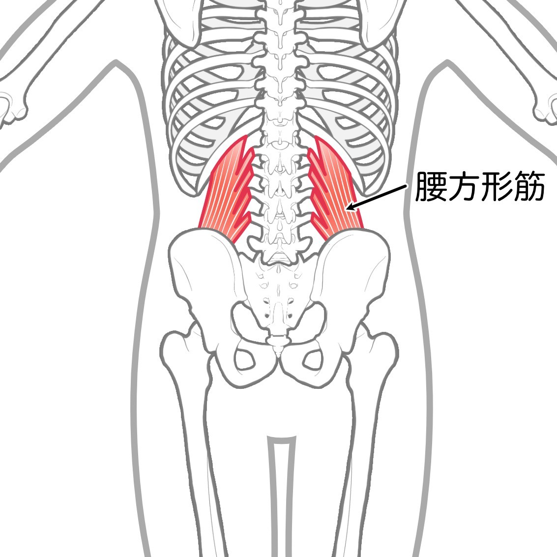 腰方形筋