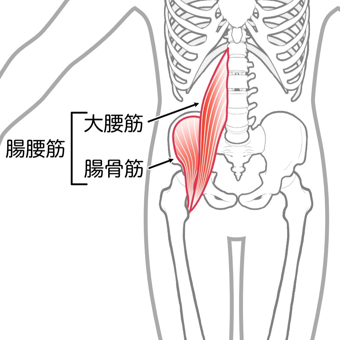 腸腰筋