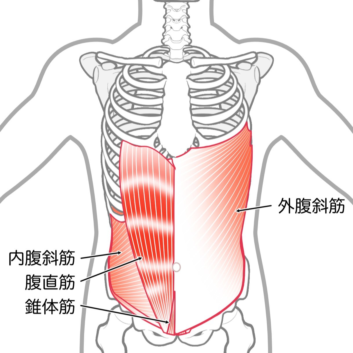 腹斜筋
