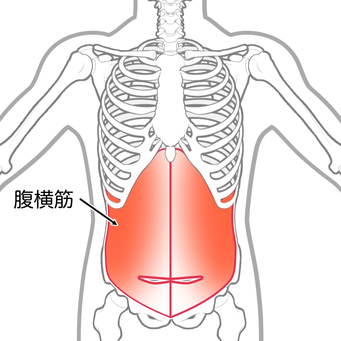 腹横筋
