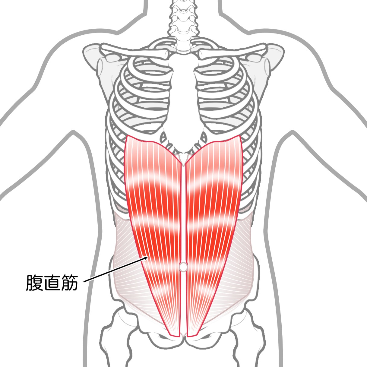 腹直筋