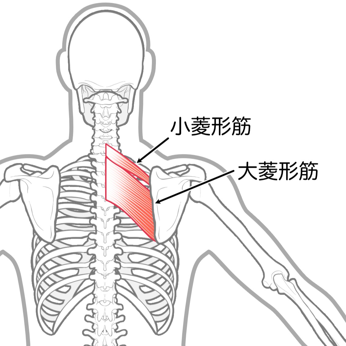 菱形筋
