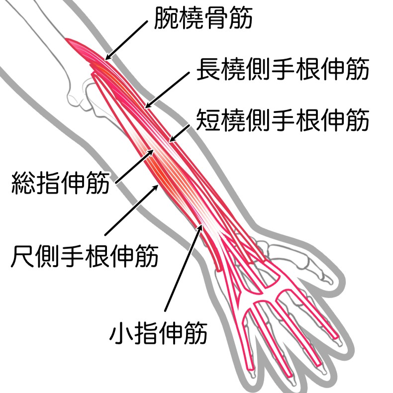 前腕伸筋群