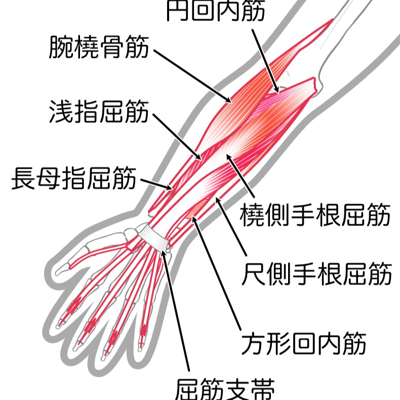 前腕屈筋群