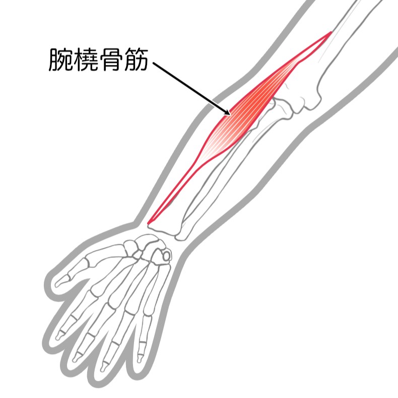 腕橈骨筋