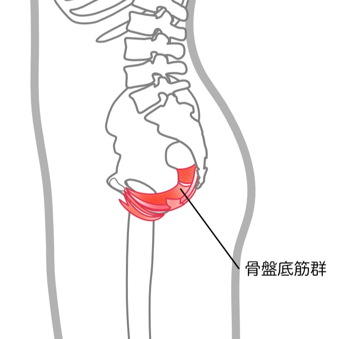骨盤底筋群